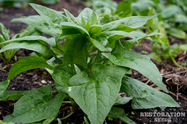 First Harvest spinach image##Charlie BurrPhoto: Charlie Burr##https://www.flickr.com/photos/128745158@N06/