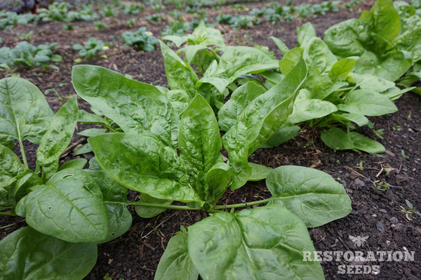 First Harvest spinach image##Photo: Charlie Burr##https://www.flickr.com/photos/128745158@N06/