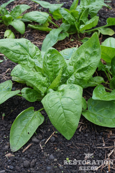 First Harvest spinach image##Photo: Charlie Burr##https://www.flickr.com/photos/128745158@N06/