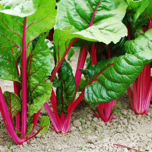 Flamingo chard image####