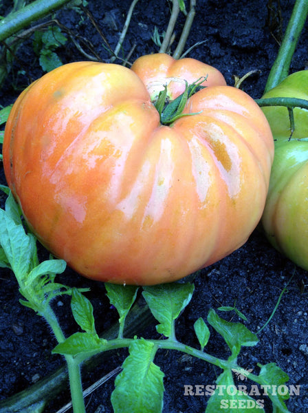 Florida Pink tomato image####