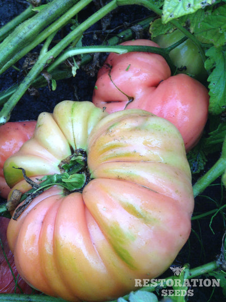 Florida Pink tomato image####