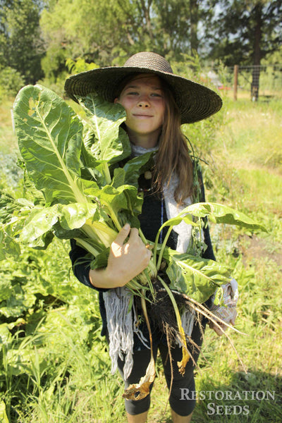 Fordhook Giant chard image####