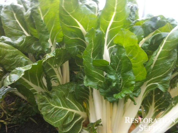 Fordhook Giant chard image####