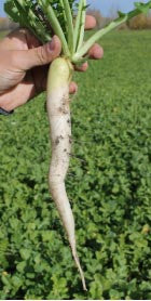 Fracking forage radish image####