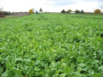 Fracking forage radish image####