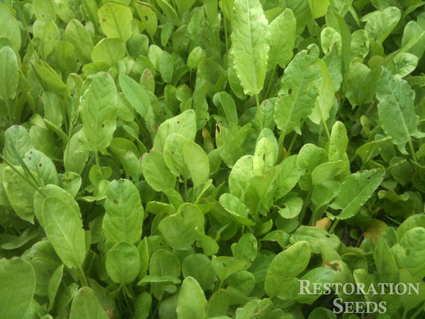 Broad-Leaf french sorrel image####