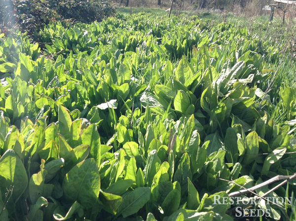 Broad-Leaf french sorrel image####