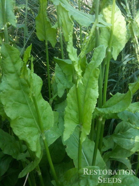 Broad-Leaf french sorrel image####