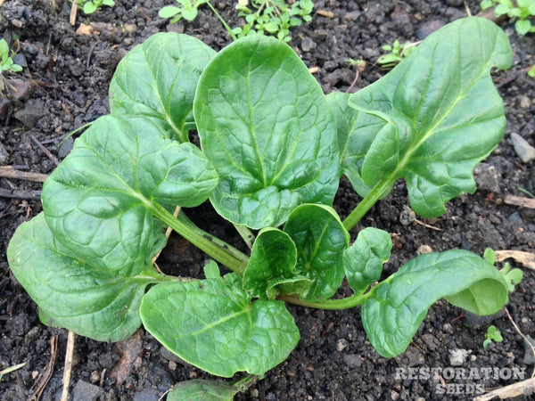 Gamma spinach image##Photo: Charlie Burr##https://www.flickr.com/photos/128745158@N06/