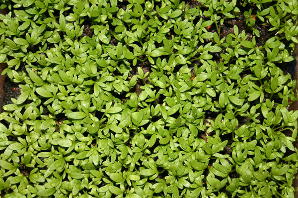 Fine Curled garden cress image####