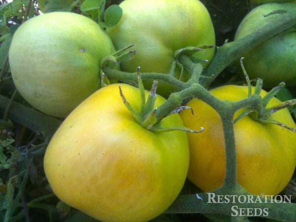 Garden Peach tomato image####