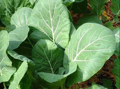 Georgia Southern collards image####
