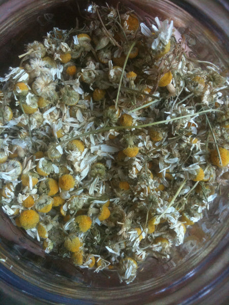 German chamomile image####