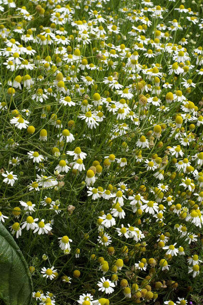 German chamomile image####