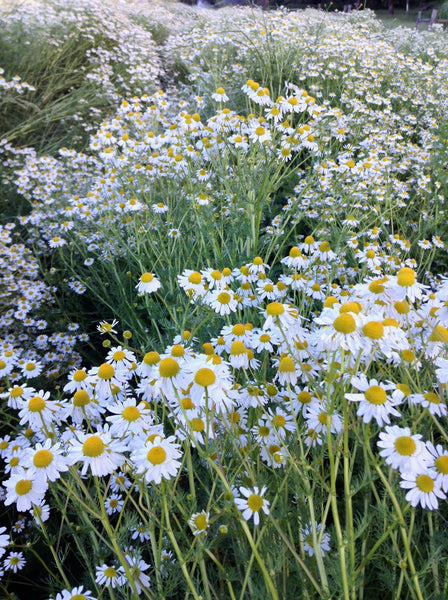 German chamomile image####