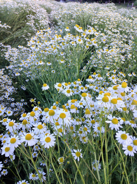 chamomile planting seeds German chamomile