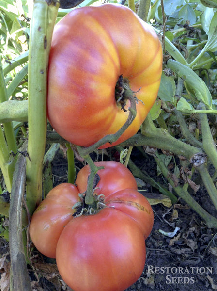 German Red Strawberry tomato image####