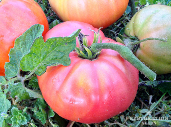 German Red Strawberry tomato image####