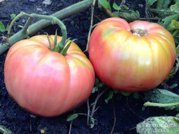 organic heirloom strawberry seeds German Red Strawberry tomato, Organic