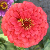 Giant Coral zinnia