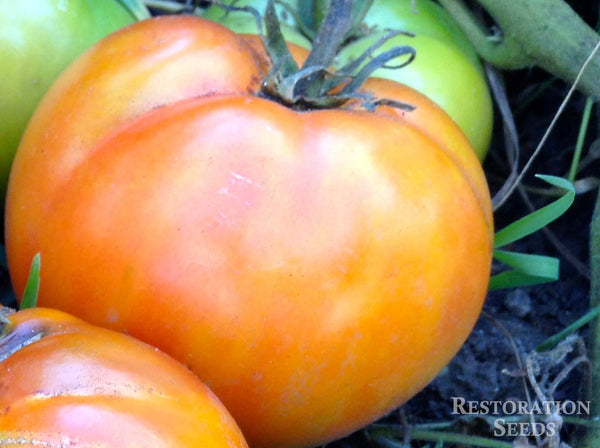 Glasnost tomato image####