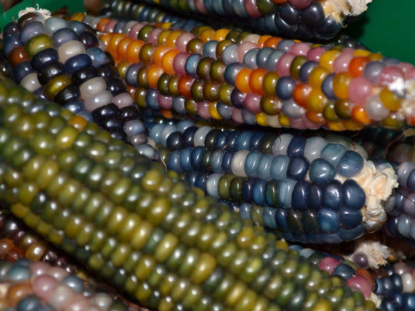 Glass Gem corn, flour image####