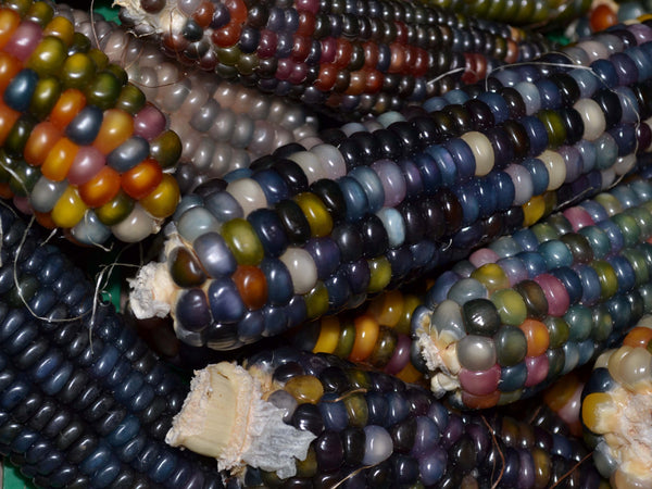 Glass Gem corn, flour image####