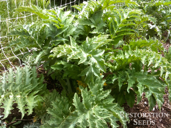 Green Globe artichoke image####
