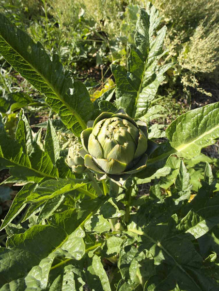Green Globe artichoke image####