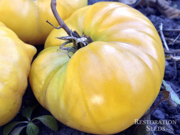 Gold Medal Yellow tomato image####
