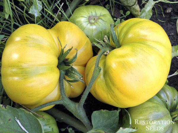 Gold Medal Yellow tomato image####
