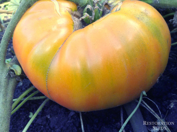 Gold Medal tomato image####