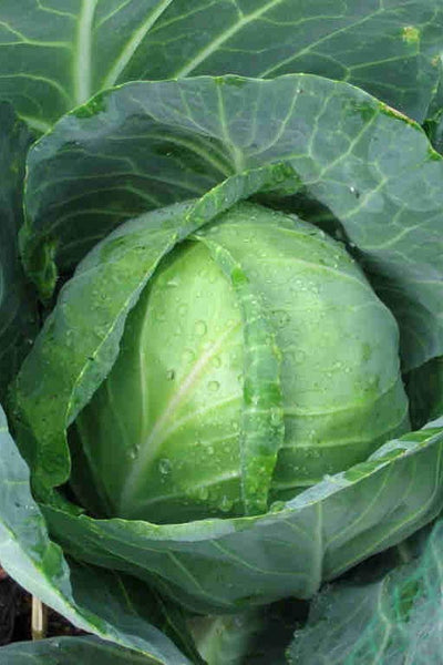 Golden Acre Early Round cabbage image####