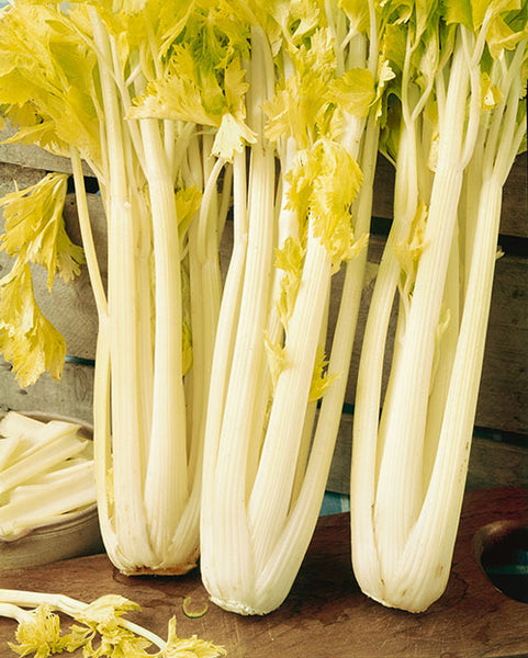 Golden Pascal celery image##Photo: Blanched stalks shown.##