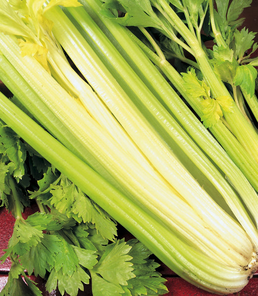 Golden Self Blanching celery image####
