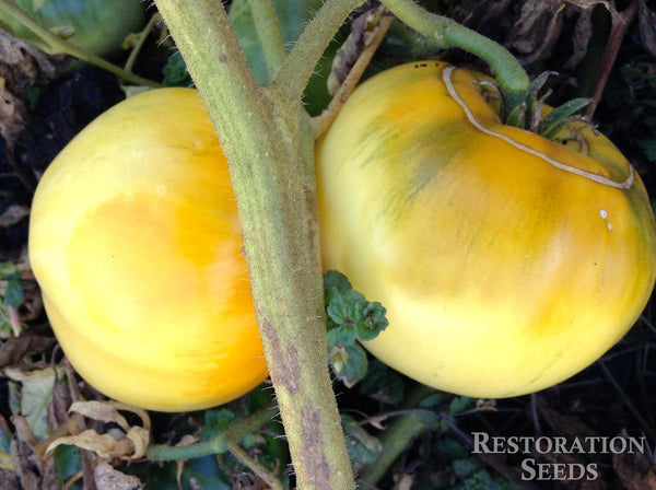 Golden Ponderosa tomato image####