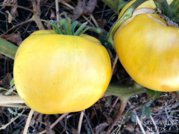 Golden Ponderosa tomato image####