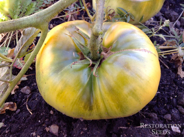 Golden Ponderosa tomato image####