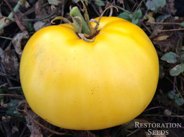 Golden Ponderosa tomato image####