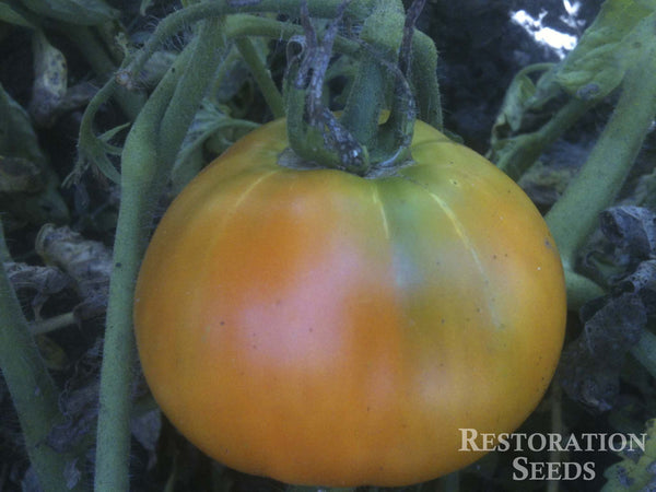 Golden Queen USDA tomato image####