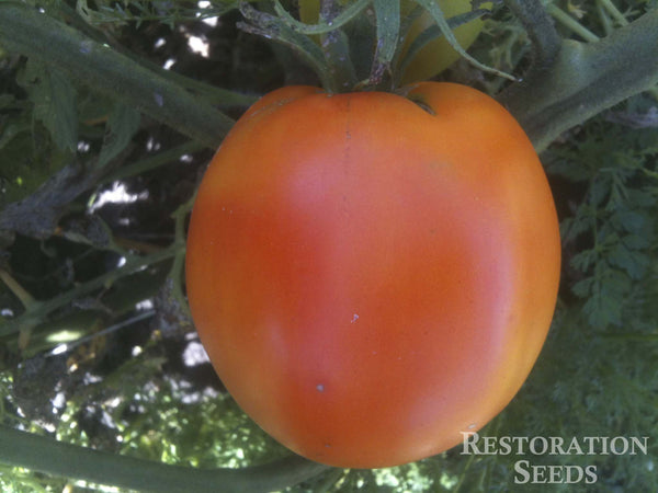 Golden Queen USDA tomato image####