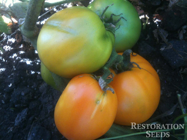 Golden Sunray tomato image####