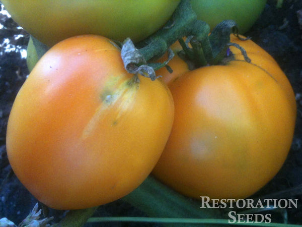 Golden Sunray tomato image####