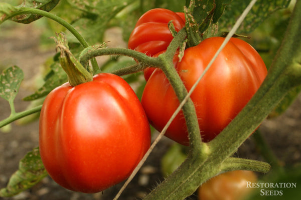 Goldmans Italian American tomato image####