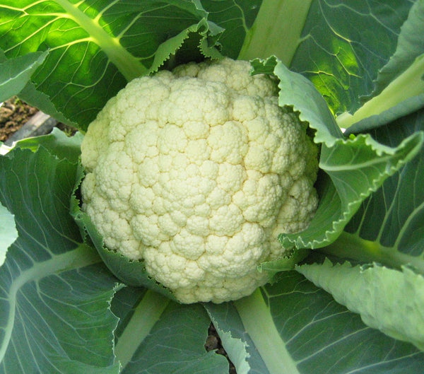 Goodman cauliflower image####