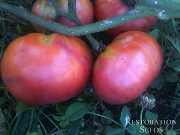 Grandfather Ashlock tomato image####