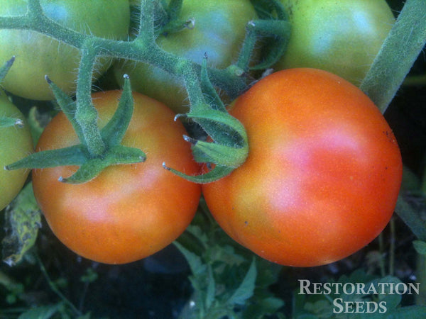 Grandpa's Minnesota tomato image####