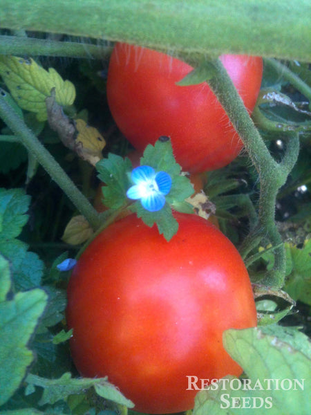 Grandpa's Minnesota tomato image####