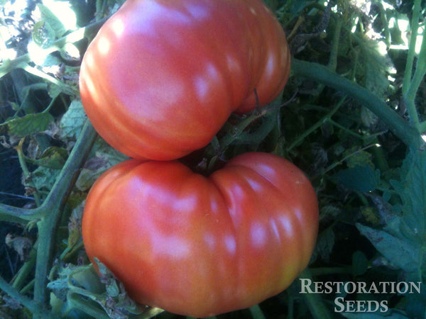 Granny Cantrell’s tomato image####